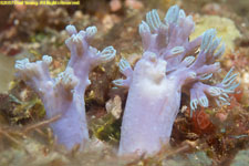 soft coral closeup